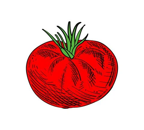 Tomato hand drawing isolated. love apple sketch. Vector illustration Stock Illustration