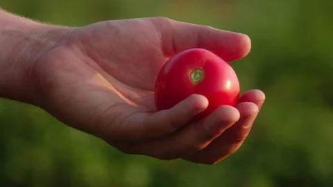 Tomato in the hand of a farmer Video stock 94907938