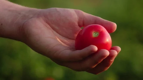 Tomato in the hand of a farmer Video stock 94908037