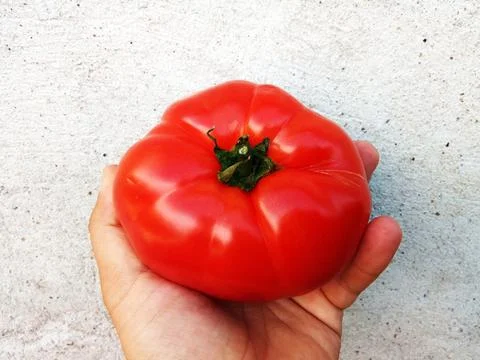Tomato in a hand - vegetable Стоковые фото