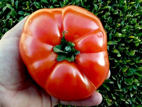 Tomato in a hand - vegetable Stock Photos