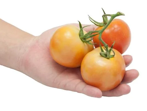 Tomato on hand with white background Stock Photos