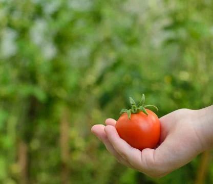 Tomato in hands Stock Photos