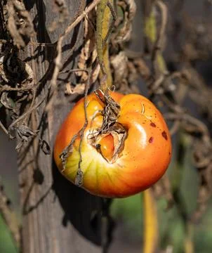 A tomato is hanging from a tree branch Stock Photos