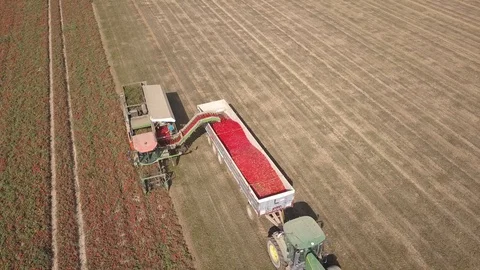 Tomato Harvest 1 Stock-Footage 126290892