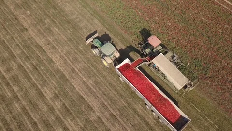 Tomato Harvest 2 Stock-Footage 126290990
