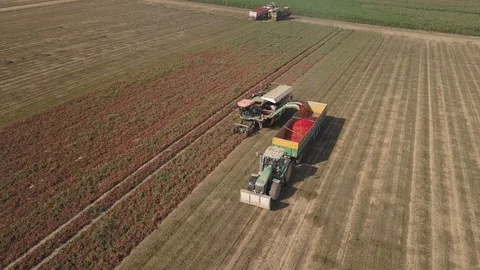 Tomato Harvest 3 Stock-Footage 126291127
