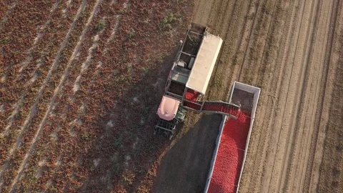 Tomato Harvest 5 Stock-Footage 126291351