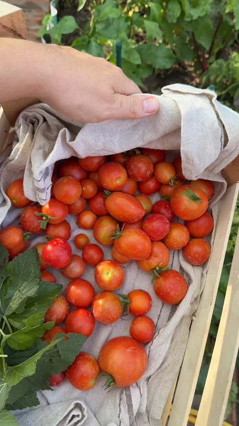 Tomato Harvest Abundance Stock Footage 313867351