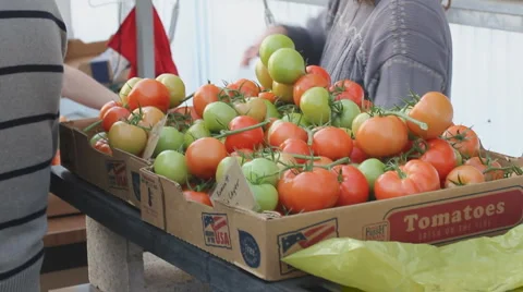 Tomato harvest from aeroponically grown tomatoes - 2 Stock Footage