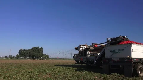 Tomato harvest in California, going to the processing plant Stock Footage 78070373