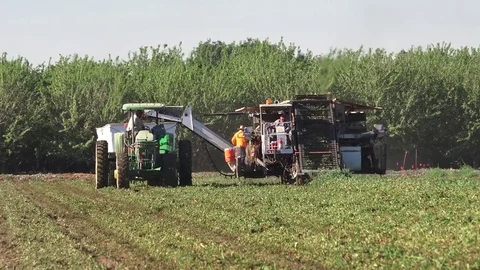 Tomato harvest in California, lining up for more tomatoes Stock Footage