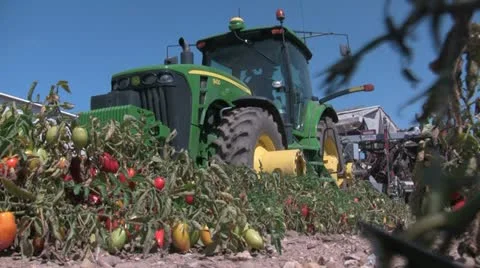 Tomato harvest Stock Footage 11889483