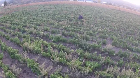 Tomato harvest Stock Footage 129396539