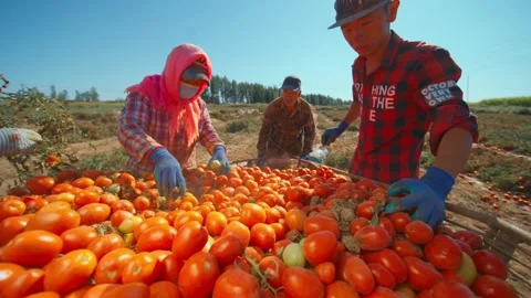 Tomato harvest Stock Footage 174203134