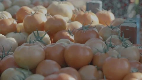 Tomato Harvest 스톡 동영상 220487341