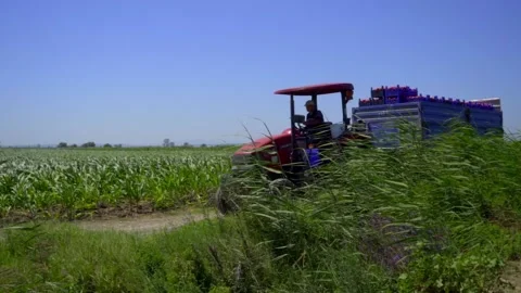 Tomato harvest in the summer in Bursa. Stock Footage 148750111
