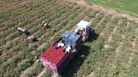 Tomato harvest in the summer in Bursa. Stock Footage 148755393