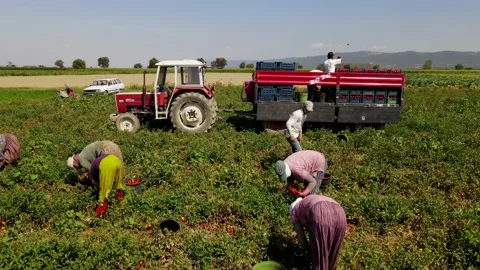 Tomato harvest in the summer in Bursa. Stock Footage 148758006