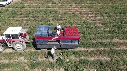 Tomato harvest in the summer in Bursa. Stock Footage 148760386