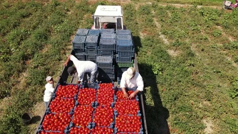 Tomato harvest in the summer in Bursa. Stock Footage 148761009