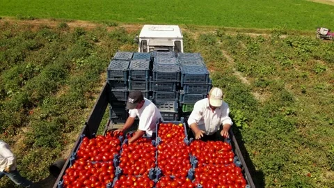 Tomato harvest in the summer in Bursa. Stock Footage 148762083