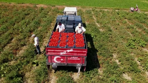 Tomato harvest in the summer in Bursa. Stock Footage 148762150