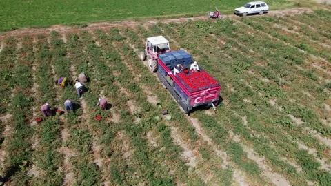 Tomato harvest in the summer in Bursa. Stock Footage 148763238