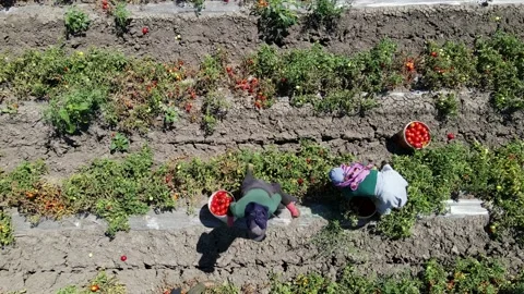 Tomato harvest in the summer in Bursa. Stock Footage 148765854