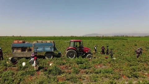 Tomato harvest in the summer in Bursa. Stock Footage 148767252