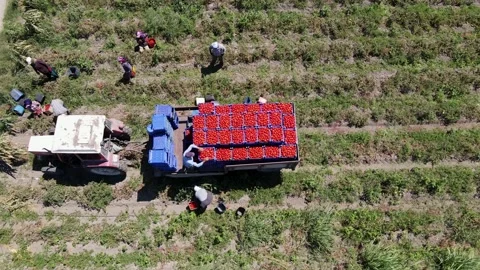 Tomato harvest in the summer in Bursa. Stock Footage 148767623