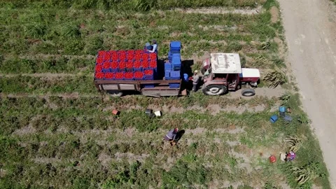 Tomato harvest in the summer in Bursa. Stock Footage 148773185