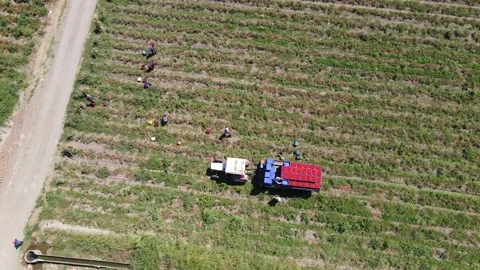 Tomato harvest in the summer in Bursa. Stock Footage 148773549