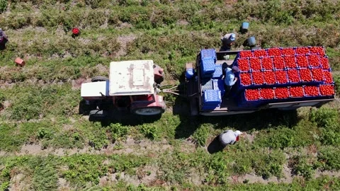Tomato harvest in the summer in Bursa. Stock Footage 148775588