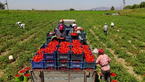 Tomato harvest in the summer in Bursa. Stock Footage 148780274
