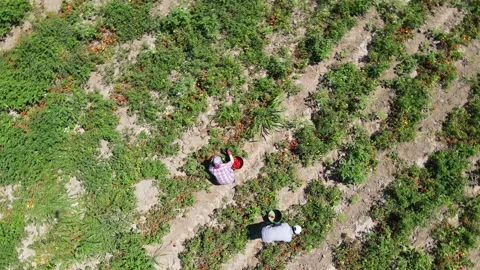 Tomato harvest in the summer in Bursa. Stock Footage 148780470