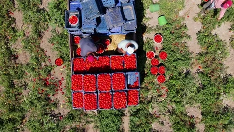 Tomato harvest in the summer in Bursa. Stock Footage 148782636