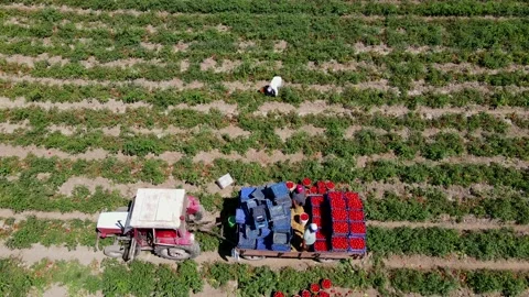 Tomato harvest in the summer in Bursa. Stock Footage 148784146