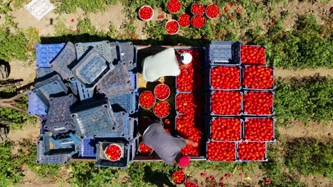 Tomato harvest in the summer in Bursa. Stock Footage 148784393