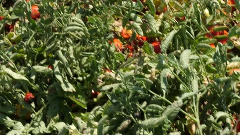 Tomato harvester processing a field. Stock Footage 136890850