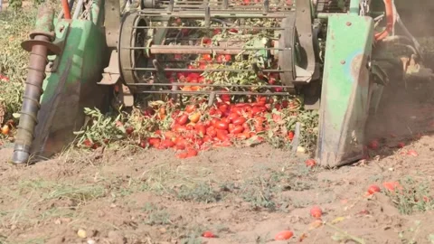  tomato harvesting machine Stock Footage 289327746