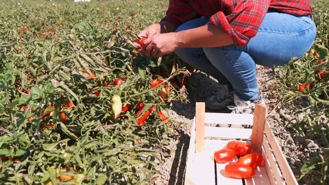 Tomato Harvesting in South of Italy: woman picking tomatoes Stock Footage 80357449
