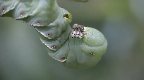 Tomato hornworm closeup Stock-Footage 25912751