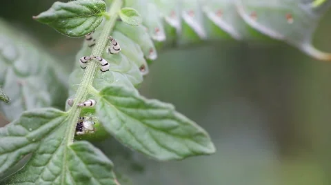Tomato hornworm with room for text Stock Footage 67633735