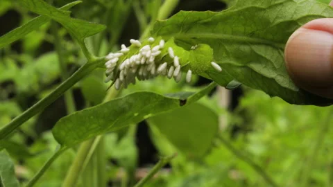 Tomato Hornworm with Wasp Larvae | Stock Video | Pond5