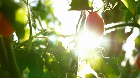 Tomato in hothouse Video stock 67310364