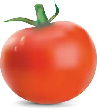 Tomato Stock Illustration