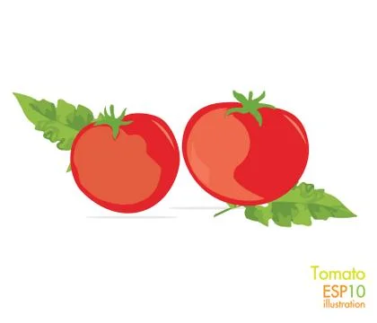 Tomato Stock Illustration