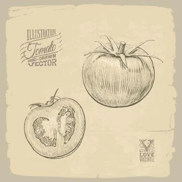 Tomato illustration Stock Illustration