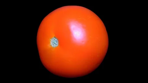 Tomato Isolated on Black Background Video stock 91094425